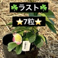 ❤️206❤️☘️ラスト☘️⭐️クリスマスローズ⭐️自然交配種子