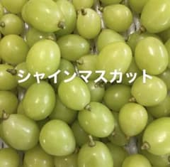 ★21時までゲリライベント★ ◆シャインマスカット 種無し 粒◆ - 2