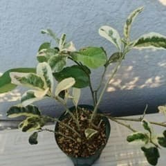 ☀【仏手柑斑入取木苗】 特価出品いたします 取木2年生になります綺麗な斑入です。のサムネイル