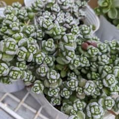多肉植物 白妙のサムネイル