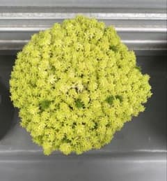 明るい緑色のセダム 植物のサムネイル