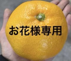 有田みかん　純宝丸　訳ありなつみ サイズ混合5㎏入りのサムネイル