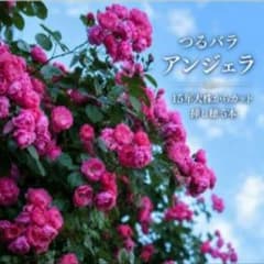 つるバラ　アンジェラ　挿し穂　５本　匿名配送 四季咲きつるバラ アンジェラ 挿し穂 5本 15年大株から 薔薇 挿し木