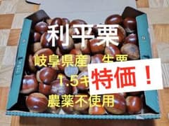 岐阜県産 生栗1.5kg 農薬不使用　利平栗のサムネイル
