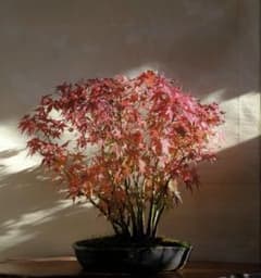 もみじ盆栽 紅葉 寄せ植え 株立ち 盆栽 真柏 黒松 もみじ盆栽 紅葉 寄せ植え 株立ち 盆栽 真柏 黒松 - メルカリ