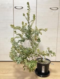 希少 バンクシア・プラエモーサ「イエロー」 7号鉢大株 - メルカリ