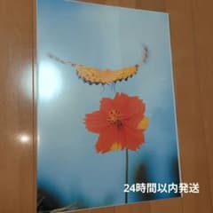 m23429066906_1.jpg?1745680240
