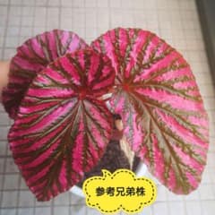 S*i様 ベゴニア　ブレビリモサ　エキゾチカ　2株 m23450143060_1.jpg?1720342888