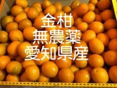 キンカン　愛知県産　無農薬　1キロのサムネイル