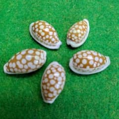 カノコダカラ19ミリ～22ミリ貝殻 5個セットのサムネイル