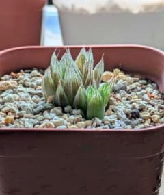 ハオルチアのサムネイル