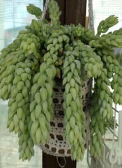 多肉植物 玉つづり(カット3本)のサムネイル
