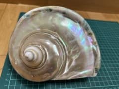 大型夜光貝 ヤコウ貝 真珠磨き インテリア 飾り物 アクセサリー