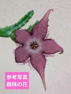 多肉植物　スタペリア　アンゴレンシス　抜き苗発送のサムネイル