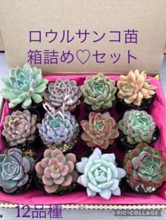 多肉植物 ロウルサンコ苗♡抜き苗セット(メルカリ便) - メルカリ