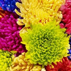 はしぬまさま専用ですのサムネイル