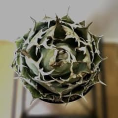 アガベ 鉢植発送 精品 白鯨 ボール型 極上血統 超良型 大株 コンテスト