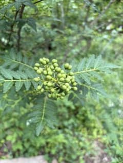 農家直送 ☆実山椒 ☆ 1K ☆無農薬自然栽培☆山奥☆クール宅急便