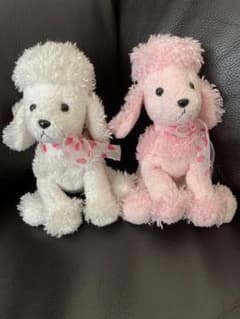 ♡GIGIトイプードル♡のサムネイル