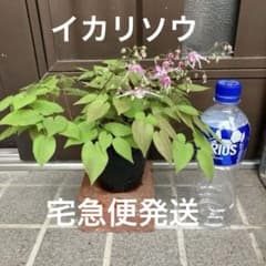 イカリソウ　ピンク　つぼみ付　ポット苗　山野草　宅急便発送　ポットのまま発送　花のサムネイル
