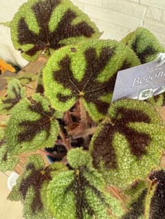 ベゴニア マソニアナ系 5号 アイアンクロス 観葉植物 ボリューム株 現品のサムネイル