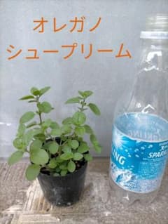 オレガノ　シュープリーム　苗のサムネイル