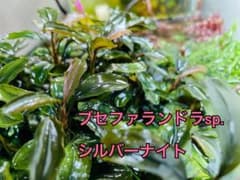 ブセファランドラsp.シルバーナイト 1株（おまかせ）のサムネイル
