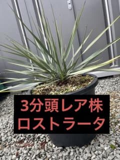 ◇希少‼️◇ロストラータ◇3分頭◇マルチヘッド‼️◇将来有望株