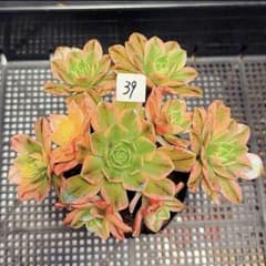 39#観葉植物 アエオニウム錦❤️ブロンズメダル錦❤️甜茶❤️9大頭