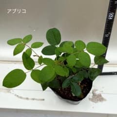 バラ　挿木苗　アブリコのサムネイル
