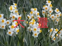 ⑤●大量●水仙　球根のサムネイル