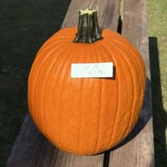 ハロウィンかぼちゃ　本物　直径24cmのサムネイル