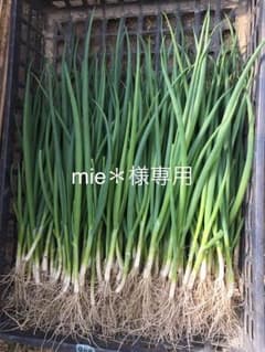 ネギ苗のサムネイル