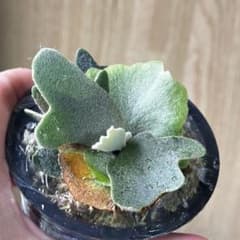 k*t様 【ビカクシダ】P. Willinckii ‘Nano’のサムネイル