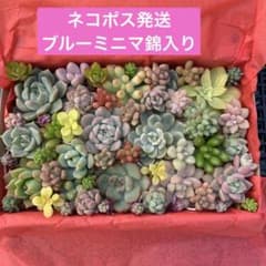 多肉植物　カット苗詰め合わせのサムネイル