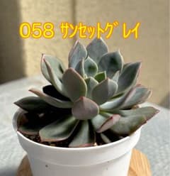 最終日！】ミックスベリア【056サンセットグレイ】抜き苗 札なし