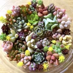 多肉植物 ちび苗 詰め合わせのサムネイル