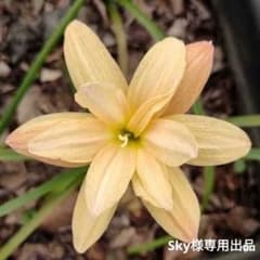 Sky様専用☆八重咲きゼフィランサス球根2種類セットのサムネイル
