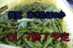 枝豆１キロ　りこちゃん様のサムネイル