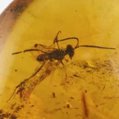 ZB322虫入り琥珀化石 ミャンマー カムティかタナイ産 9900万年前