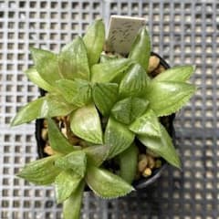 多肉植物 ハオルチア ハイブリッドルビークラウン 抜き苗のサムネイル