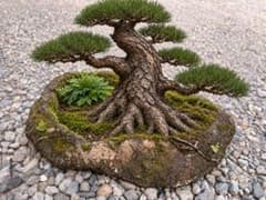 大きめ盆栽鉢　天然石 溶岩石　鉢 植木鉢 庭石 ガーデニングのサムネイル