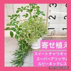 スーパーアリッサム、スイートチャリオット、ルビーネックレスの寄せ植えのサムネイル