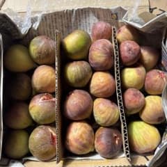 イチヂク（蓬莱柿）　配送エリア限定　翌日の午前中お受け取り可能な方のサムネイル