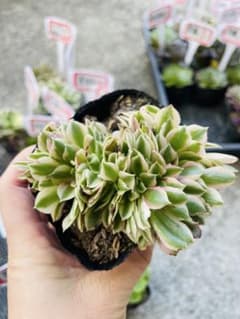 A25アエオニウム　多肉植物　ピンクウィッチ綴化　抜き苗のサムネイル