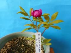 山野草（ボタン科）　　真赤紅ヤマシャクヤク~　雄大紅 山野草（ボタン科） 紅花ヤマシャクヤク～火の鳥 2茎立 - メルカリ