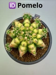 ASギムノカリキウム　ミハノビッチID：Pomelo 大株サボテン ASギムノカリキウム ミハノビッチID：Pomelo 大株サボテン - メルカリ