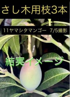 小麦様用53 ヤマシタマンゴー 花芽付　耐寒性雪姫 耐寒性マンゴーの枝 3本【雪姫】挿し木用穂木 - メルカリ