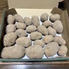 インカのめざめ 種芋のサムネイル