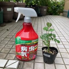 バラ わ＊な  挿し木苗のサムネイル